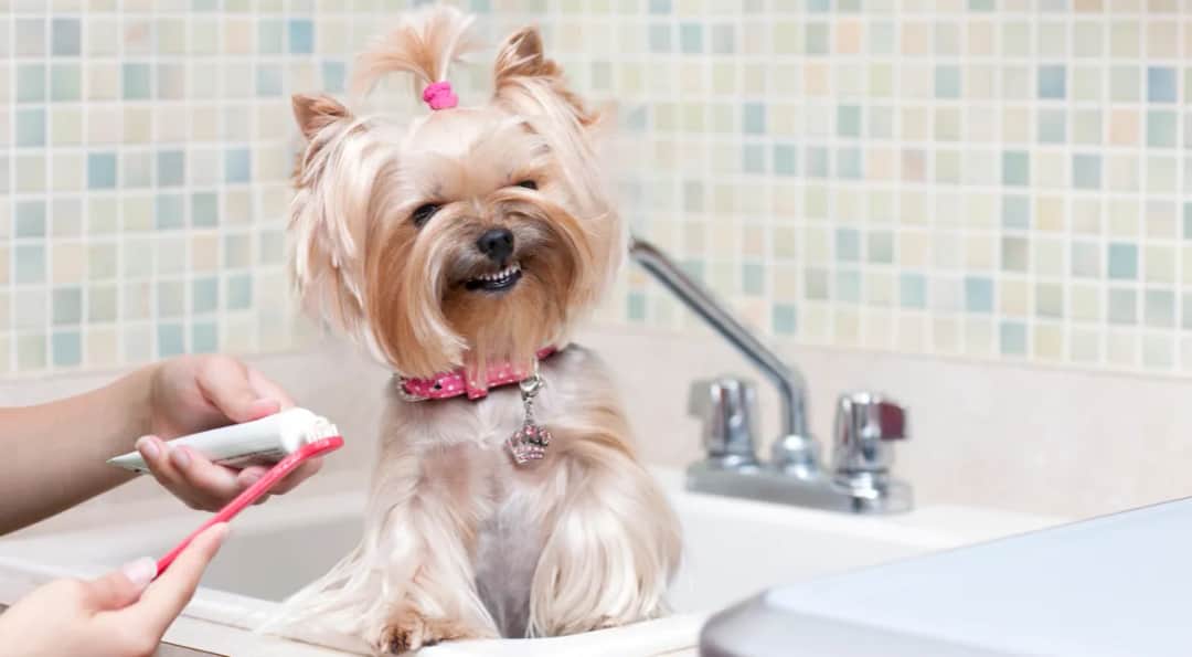 Co na zęby dla psa? Najlepsze produkty, które poprawią zdrowie jamy ustnej