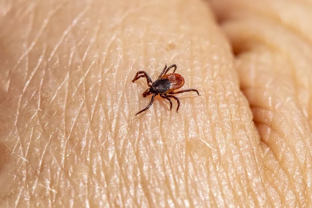 Skuteczne sposoby na odstraszanie kleszczy - naturalne metody ochrony