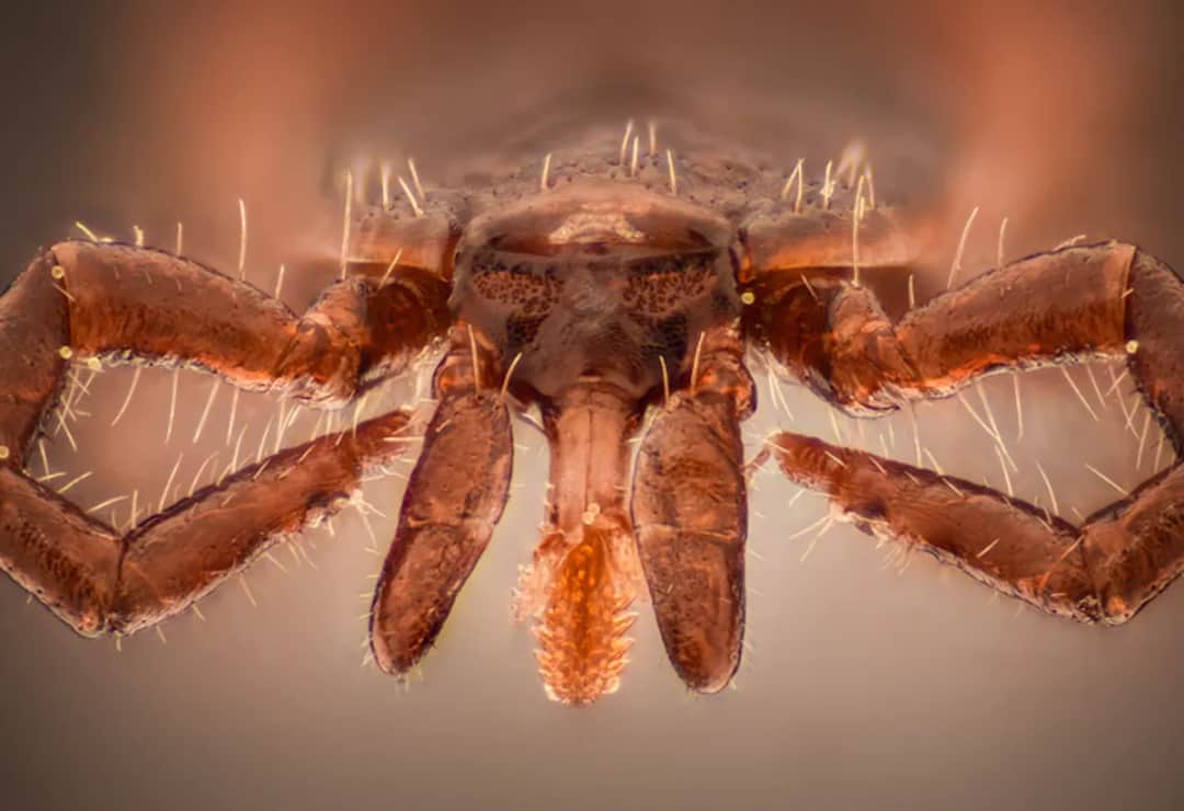 Czy samiec kleszcza gryzie? Odkryj prawdę o ich zachowaniu