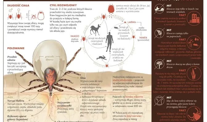 Czy kleszcz fruwa? Odkryj prawdę o tych pajęczakach
