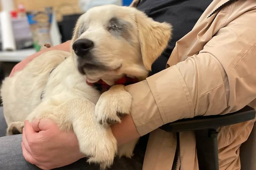 Czy weterynarz zgłasza uśpienie psa? Ważne informacje dla właścicieli