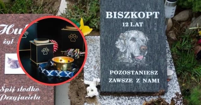Ile kosztuje kremacja zwierząt? Sprawdź, by uniknąć nieprzyjemnych wydatków