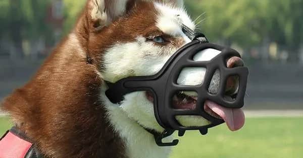 Jak dobrać kaganiec dla psa, by zapewnić mu komfort i bezpieczeństwo