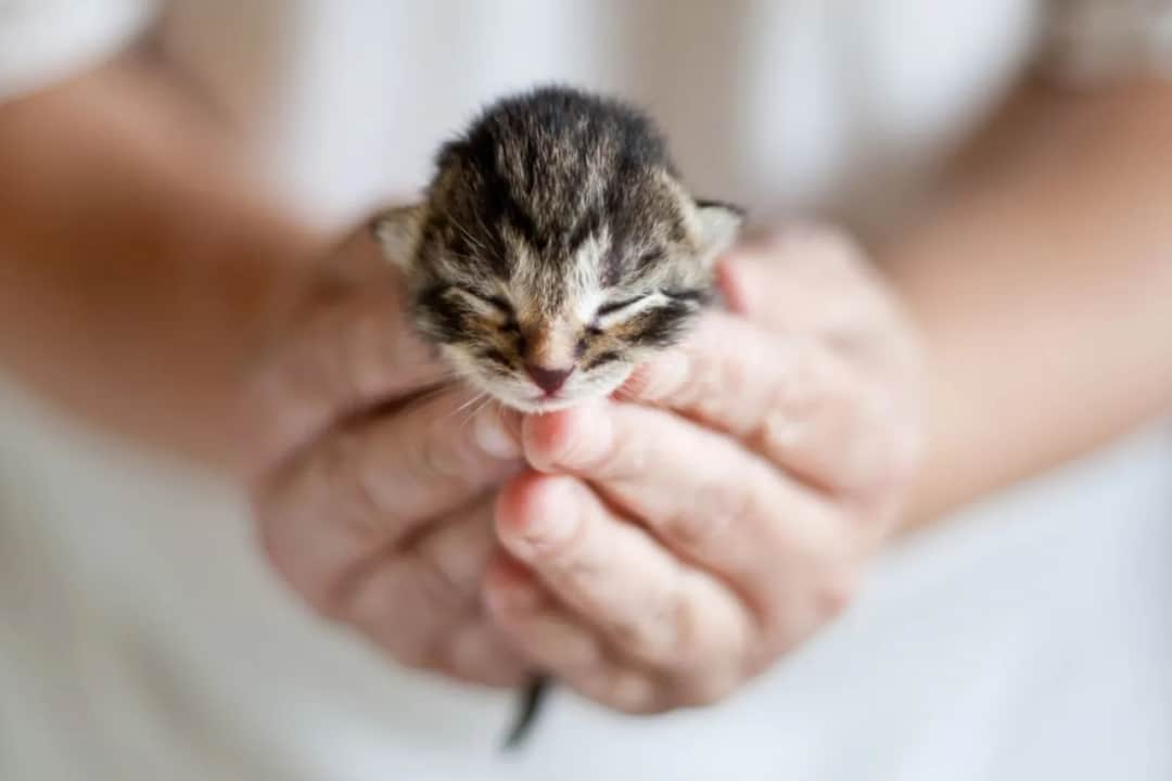 Kiedy małe kotki otwierają oczy? Co zrobić, gdy ich oczy są zamknięte?