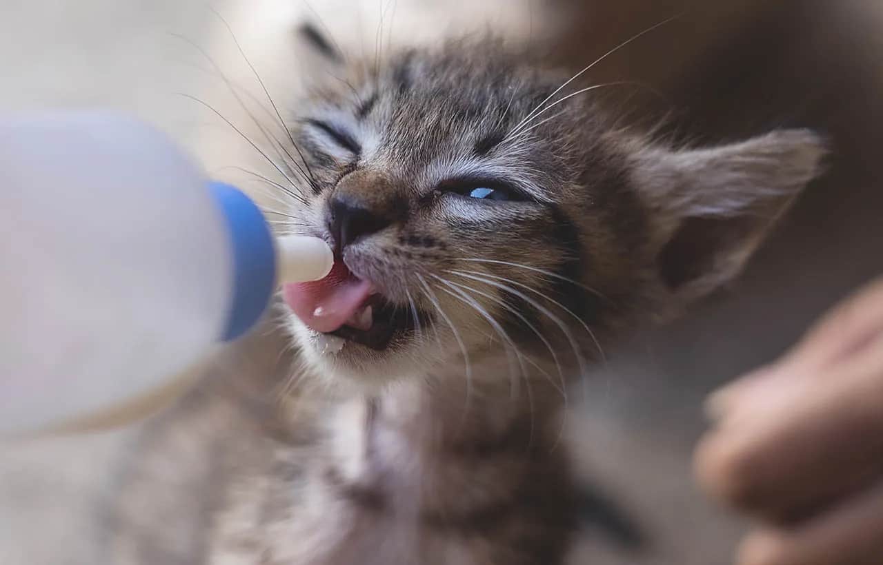 Jakie mleko dla małego kotka? Najlepsze opcje i czego unikać