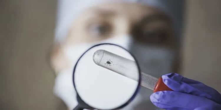 Jakie badanie po ugryzieniu kleszcza? Kluczowe testy, które musisz znać