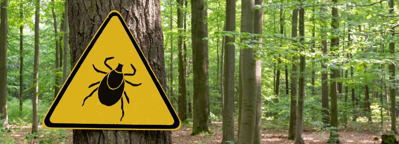 Do jakiego lekarza po ugryzieniu kleszcza? Ważne informacje i objawy