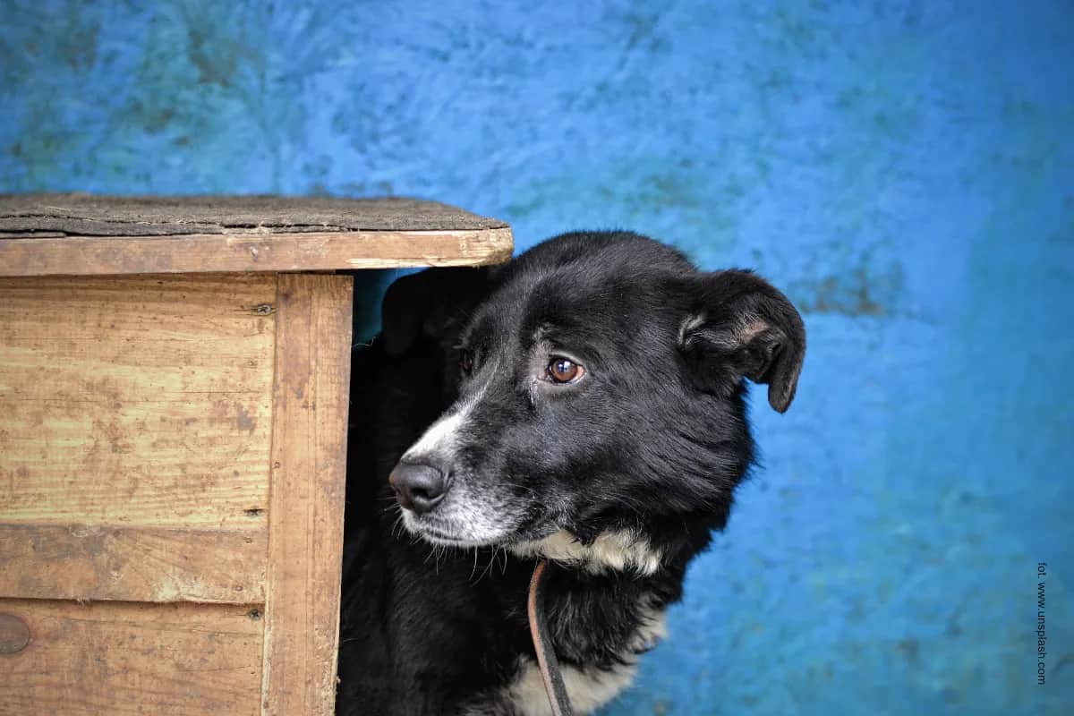 Ile powinien mieć łańcuch dla psa, aby zapewnić mu bezpieczeństwo?