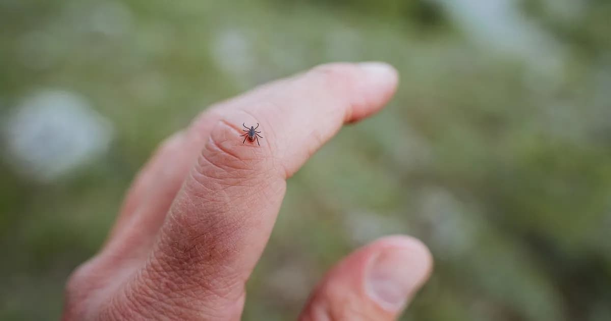 Jaką grupę krwi lubią kleszcze i jak się przed nimi chronić?