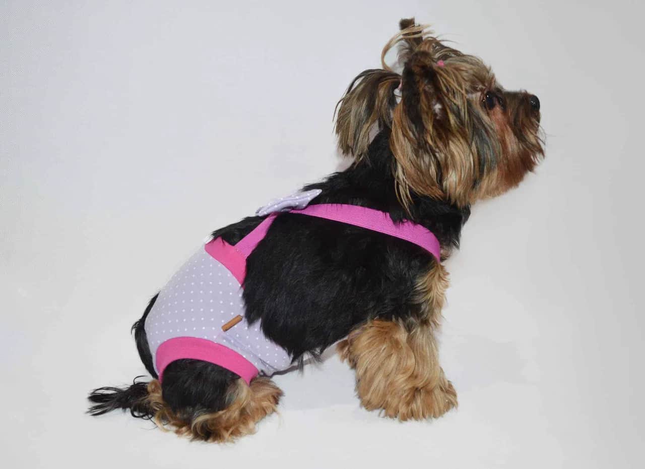 Jak uszyć majtki dla psa - proste kroki, które ułatwią szycie