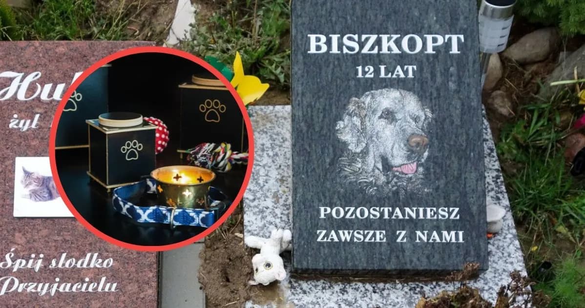 Ile kosztuje skremowanie psa? Poznaj ukryte opłaty i opcje