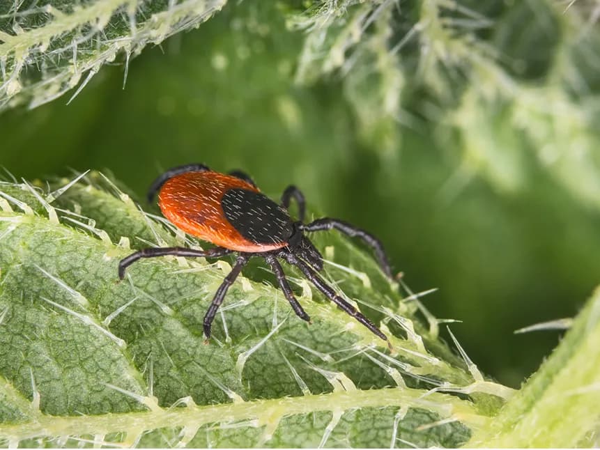 Czy kleszcz to owad? Prawda, która zaskoczy wielu ludzi