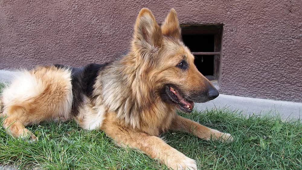 Czym usypiają psy? Poznaj leki i etykę eutanazji zwierząt